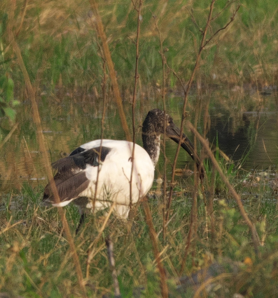 African Sacred Ibis