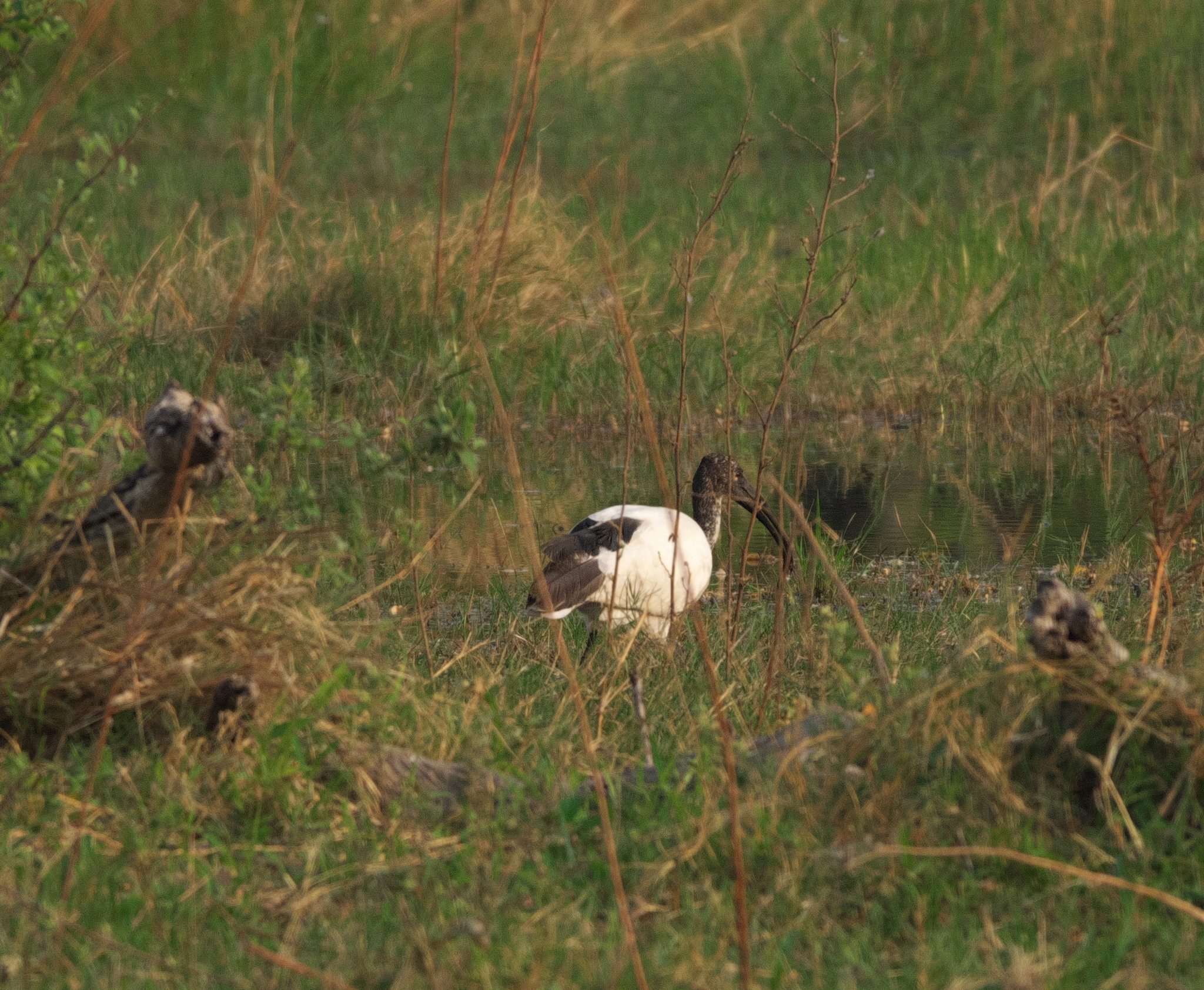 African Sacred Ibis