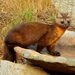 Pacific Marten - Photo (c) Tim Shortell, some rights reserved (CC BY-NC), uploaded by Tim Shortell