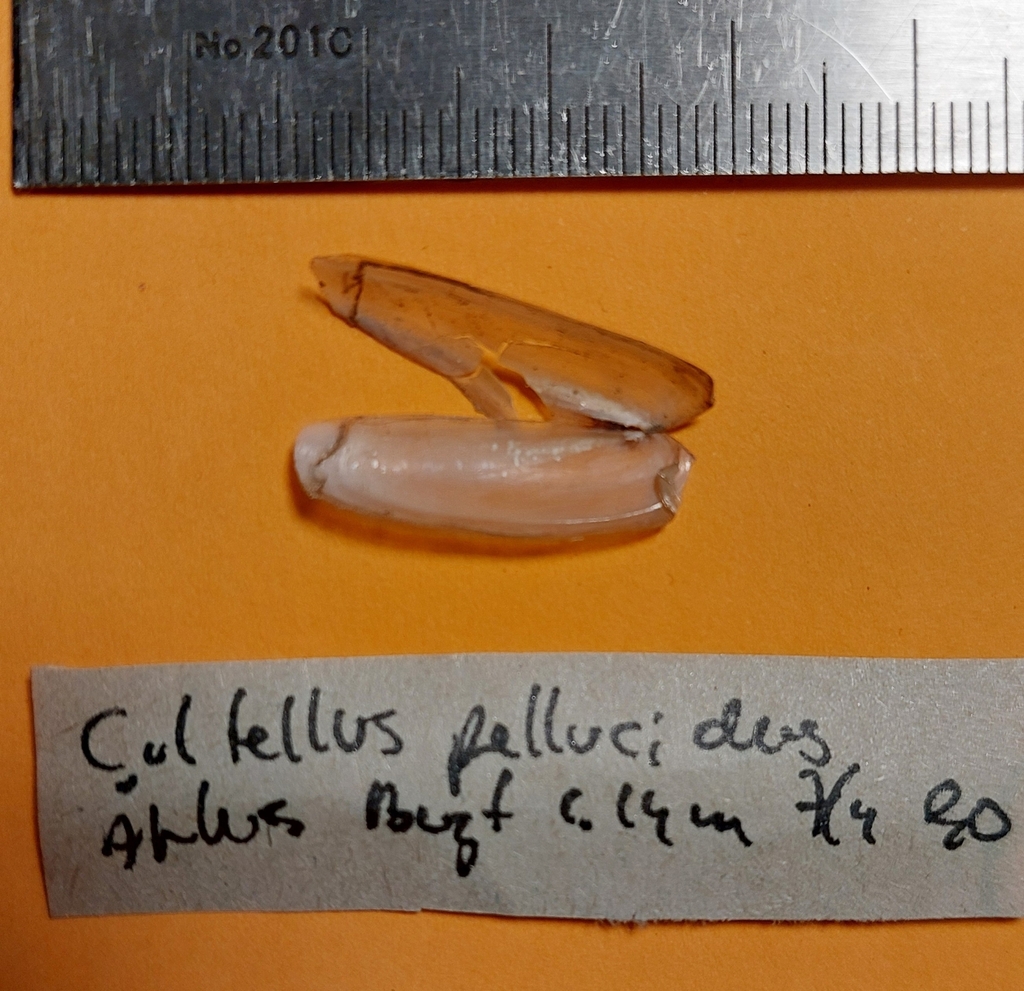 razor shell