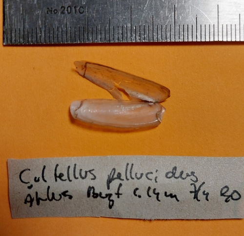 razor shell