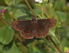 Ephyriades brunnea