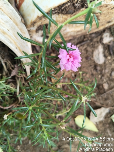 moss rose