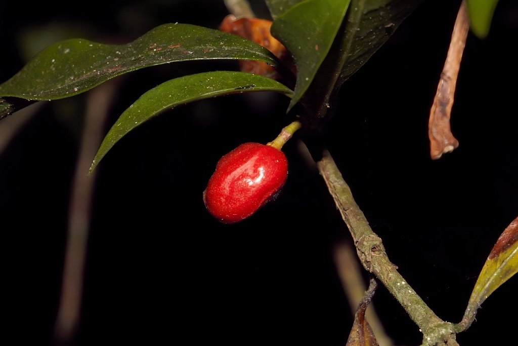 Coffea mufindiensis