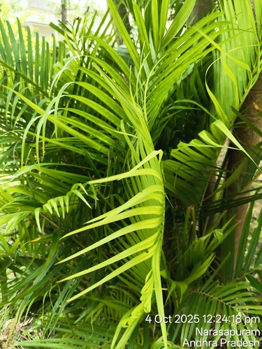 Areca Palm