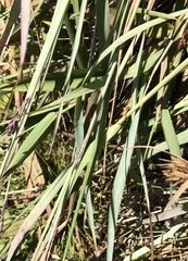 Eragrostis interrupta