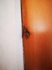 Polistes
