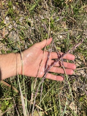 Eragrostis interrupta