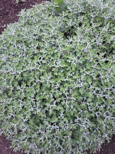 Chrysanthemum japonense iNat (2)