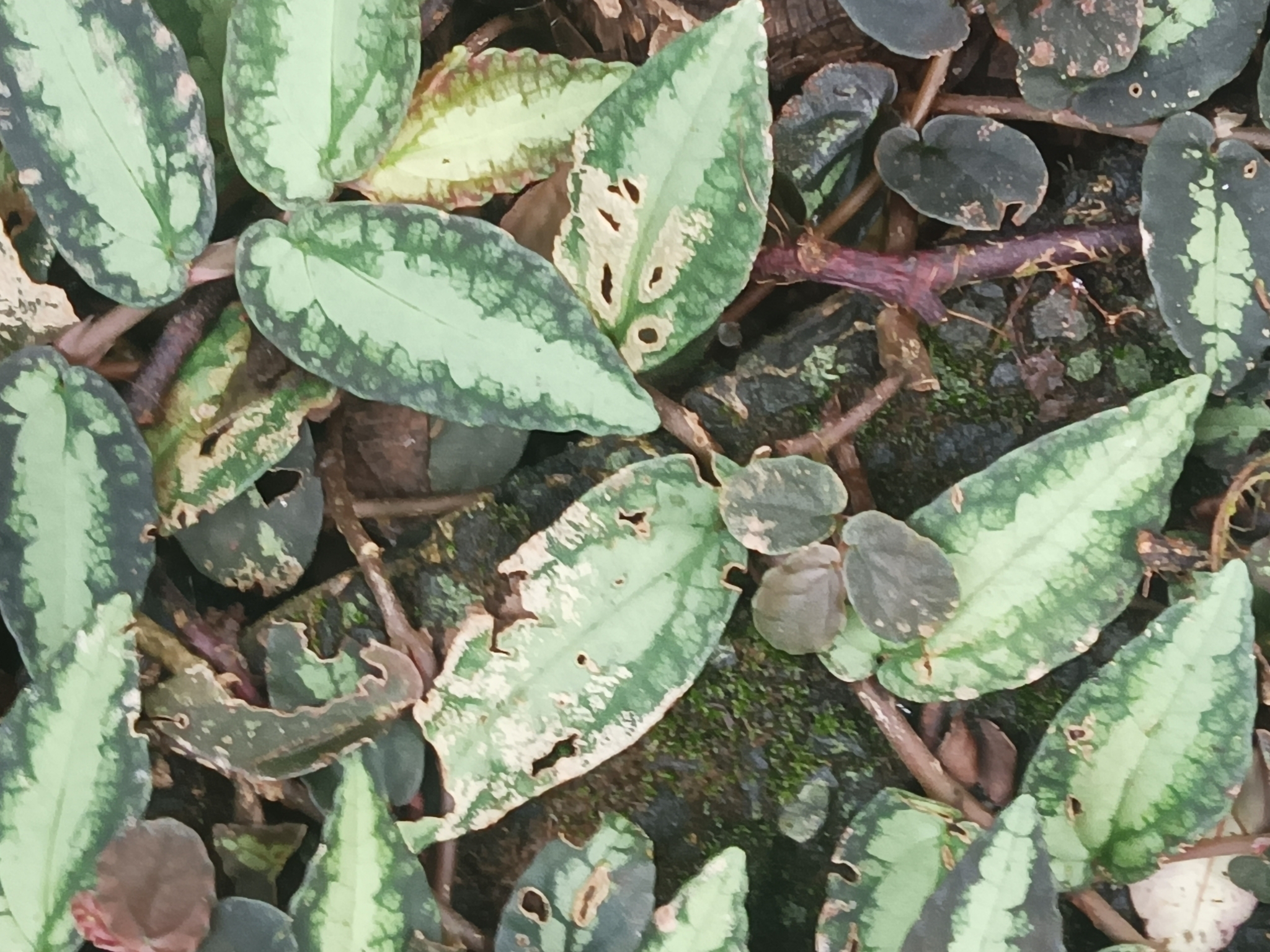 Procris Repens (Procris repens)