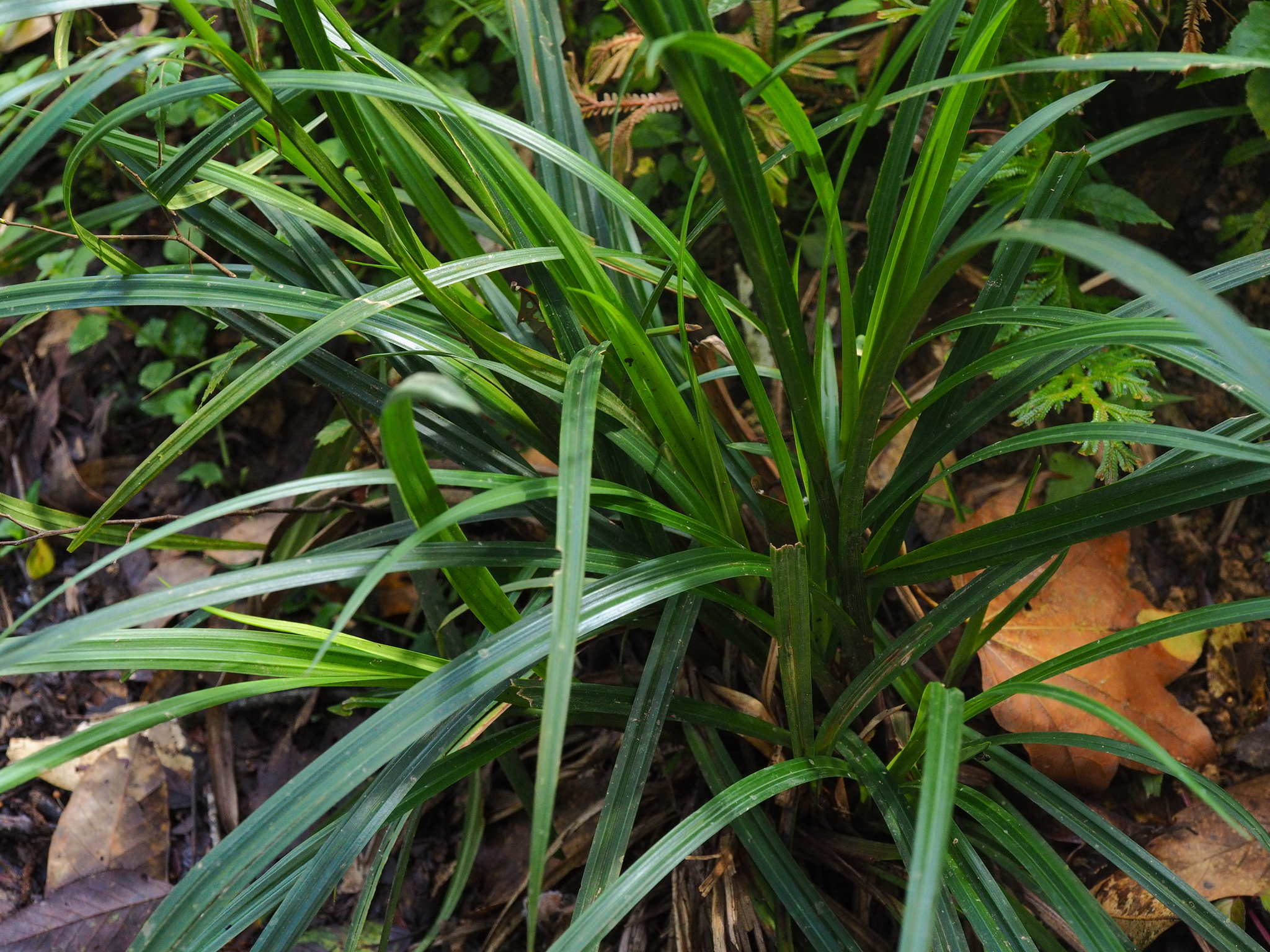 Carex filicina — ảnh 3