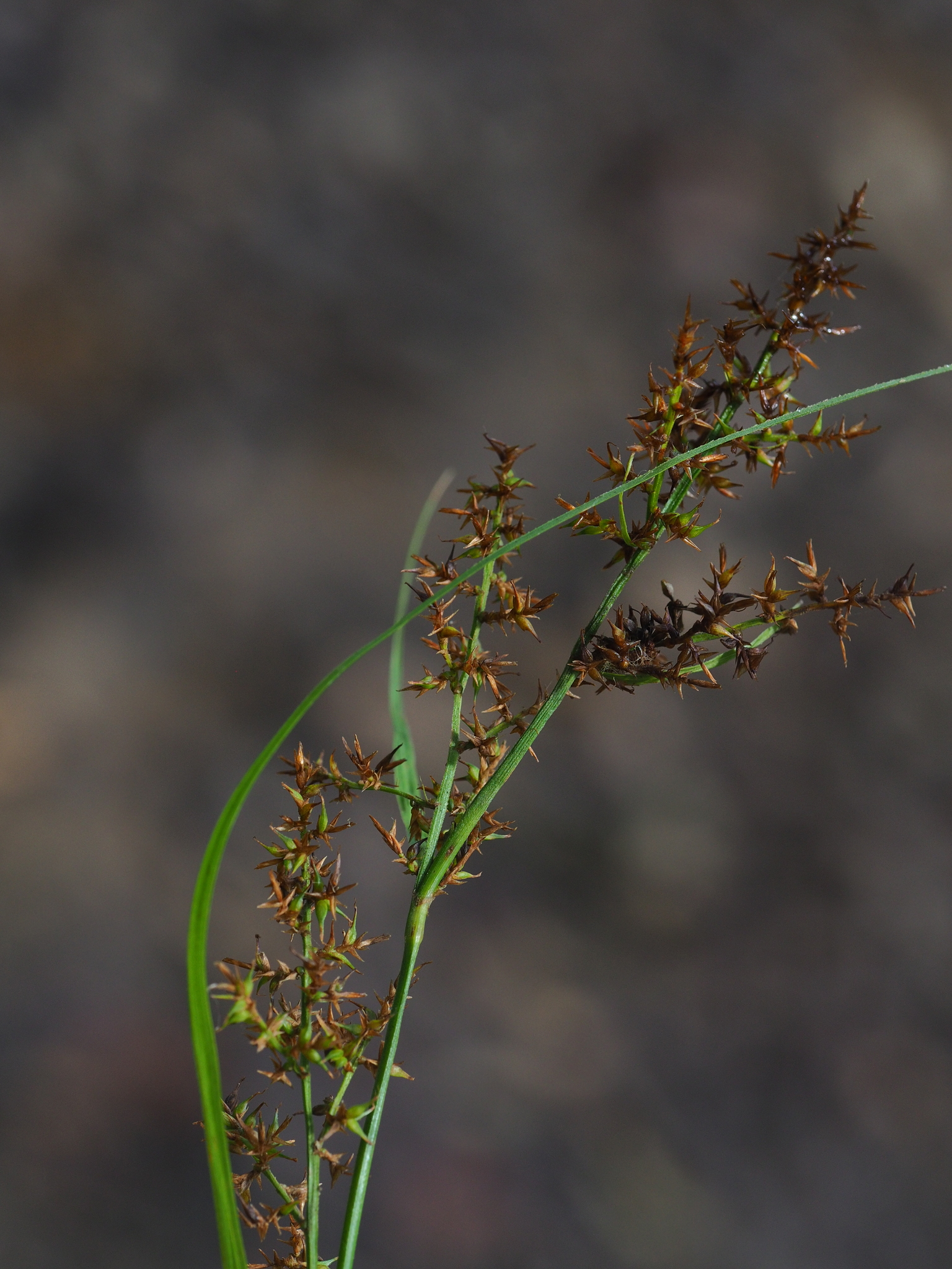 Carex filicina (Carex filicina)