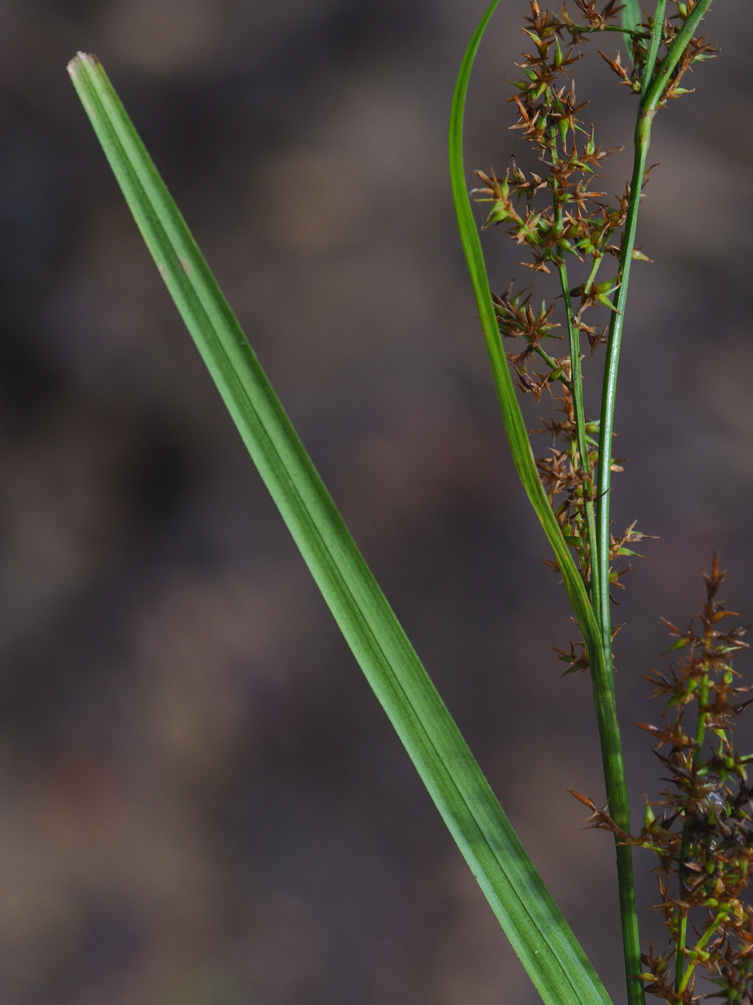 Carex filicina — ảnh 2