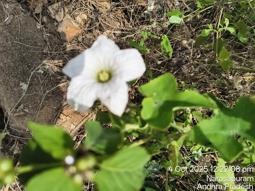 Ivy gourd