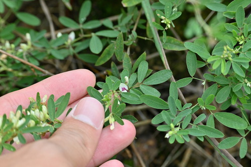 Lespedeza inschanica iNat (1)