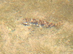 Liniparhomaloptera disparis