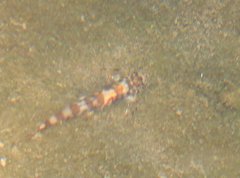 Liniparhomaloptera disparis