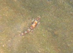 Liniparhomaloptera disparis