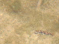 Liniparhomaloptera disparis