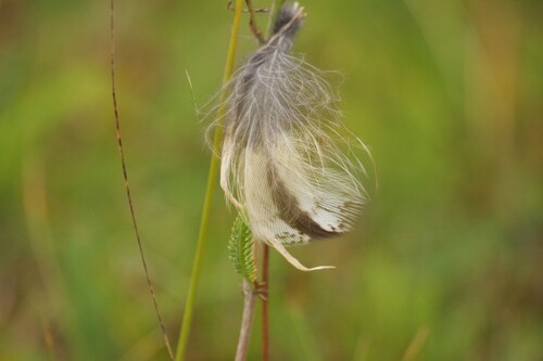 View observation of {o.common_name} on iNaturalist