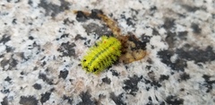 Parasa lepida