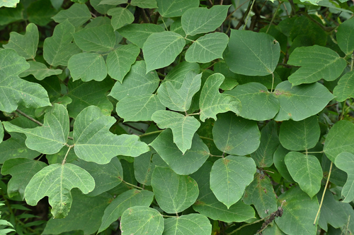 kudzu