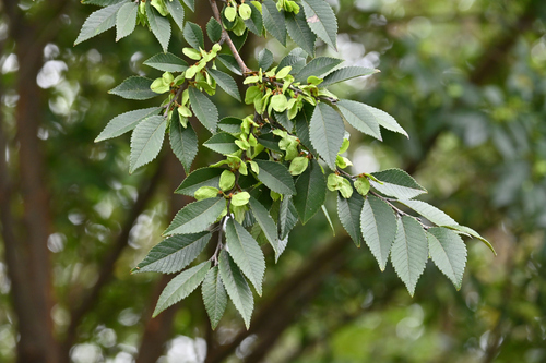 Chinese elm