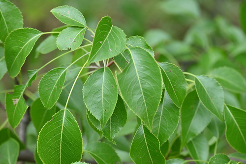 Birch-leaved Pear