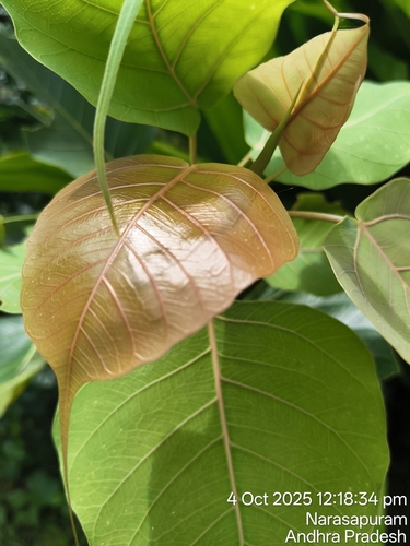 Sacred fig