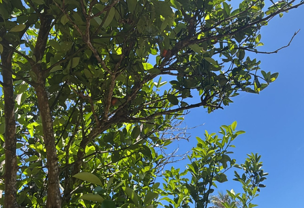 Tắc – Citrus microcarpa