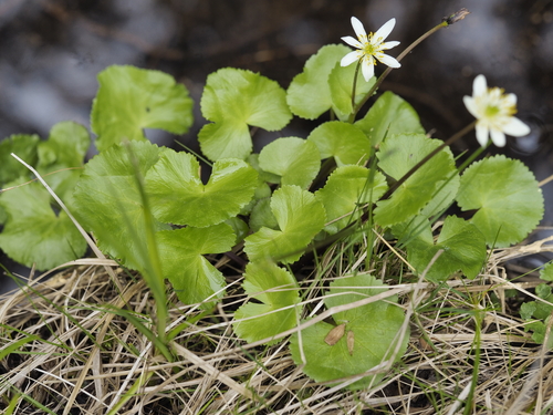 elkslip marsh-marigold (Caltha biflora)