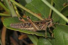 Schistocerca americana