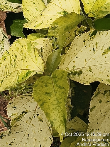 Copperleaf