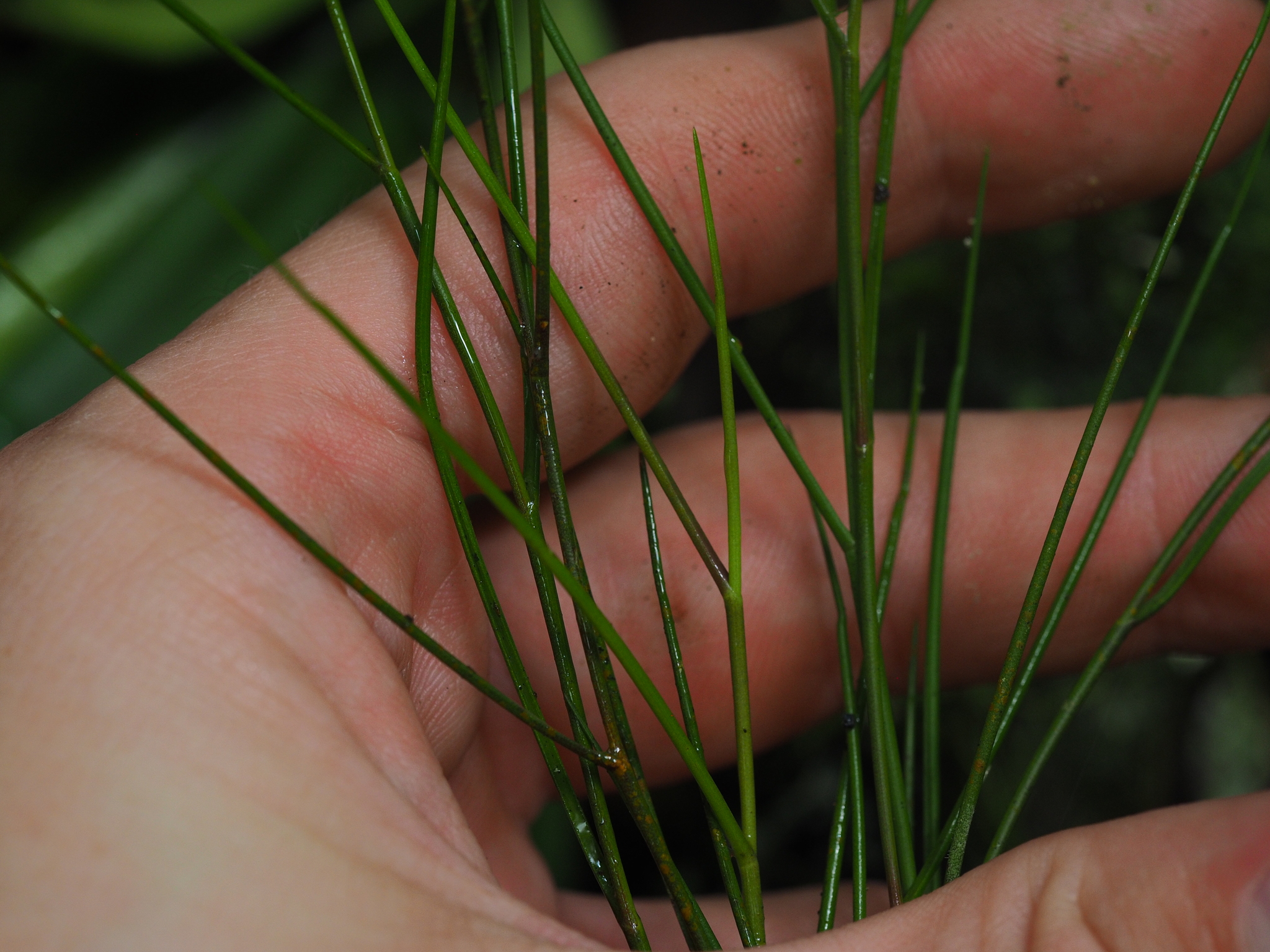 Dendrobium dentatum — ảnh 3