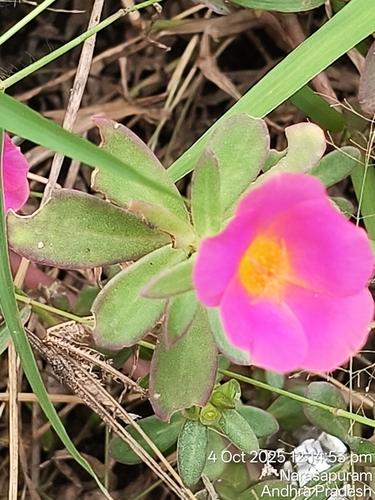 wingpod purslane