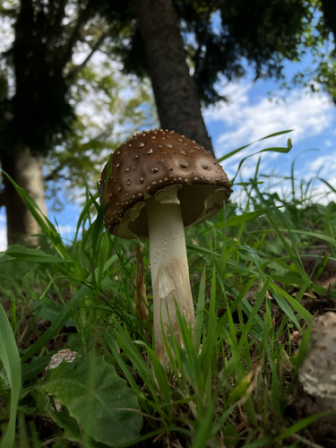 Amanita ibotengutake