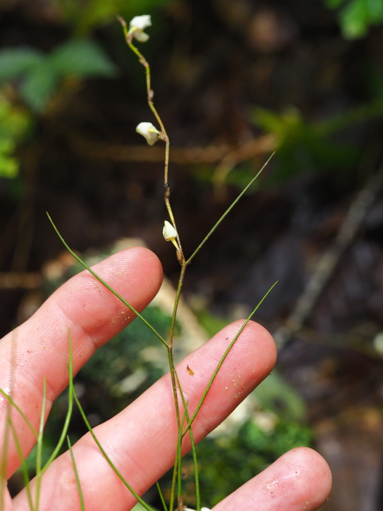 Dendrobium dentatum Seidenf. 3