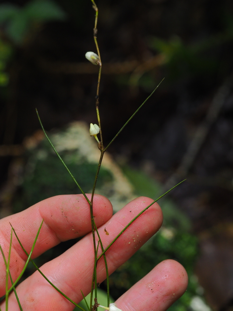 Dendrobium dentatum Seidenf. 4