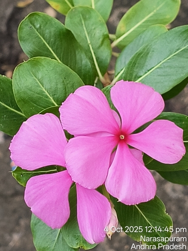 Madagascar Periwinkle