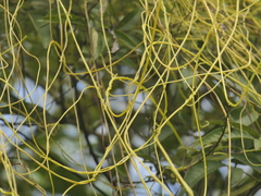 (c) Sagnik Dutta Roy, some rights reserved (CC BY) Cuscuta reflexa, photograph (c) Sagnik Dutta Roy, some rights reserved (CC BY)