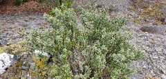 Olearia cymbifolia
