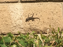 Sceloporus occidentalis