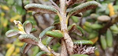 Olearia cymbifolia