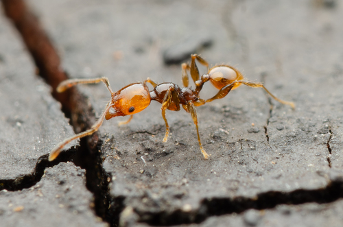 Pheidole variabilis mediofuscaPheidole variabilis mediofusca