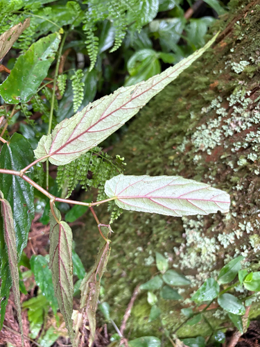 Begonia taiwaniana, photograph 3