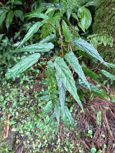 Begonia taiwaniana, photograph 2