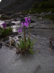 Primula nivalis