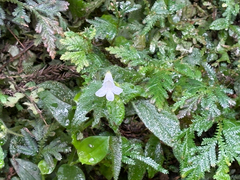 Whytockia sasakii, photograph (c) 黃美滿, some rights reserved (CC BY)