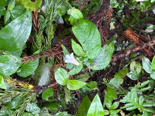 Whytockia sasakii, photograph 5