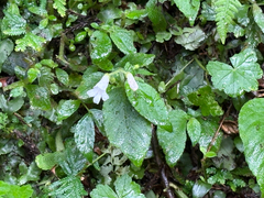 Whytockia sasakii, photograph (c) 黃美滿, some rights reserved (CC BY)